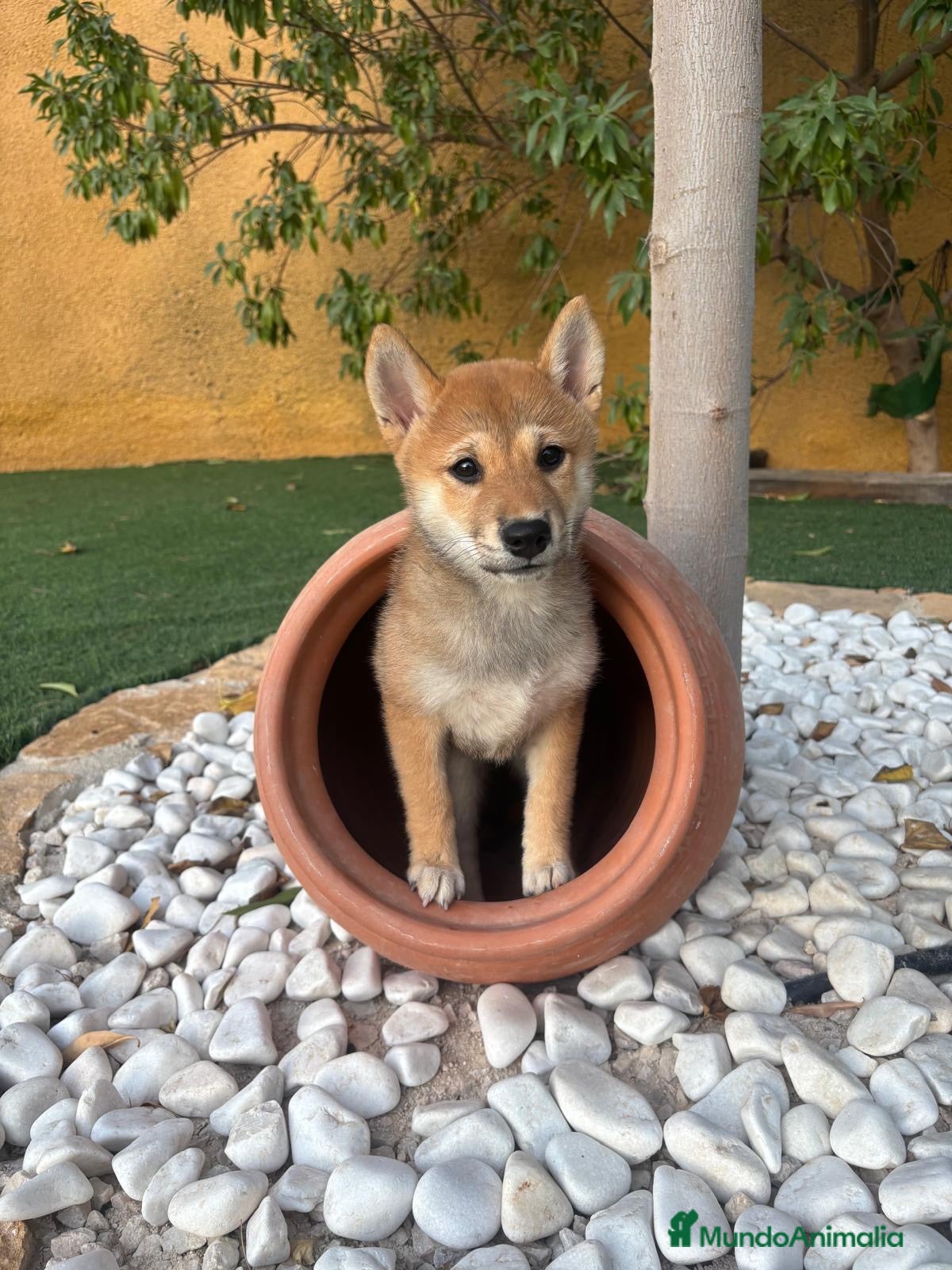 Shiba Inu perros SHIBA INU - Anuncio 1