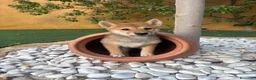 Shiba Inu perros en venta: SHIBA INU - Anuncio 1