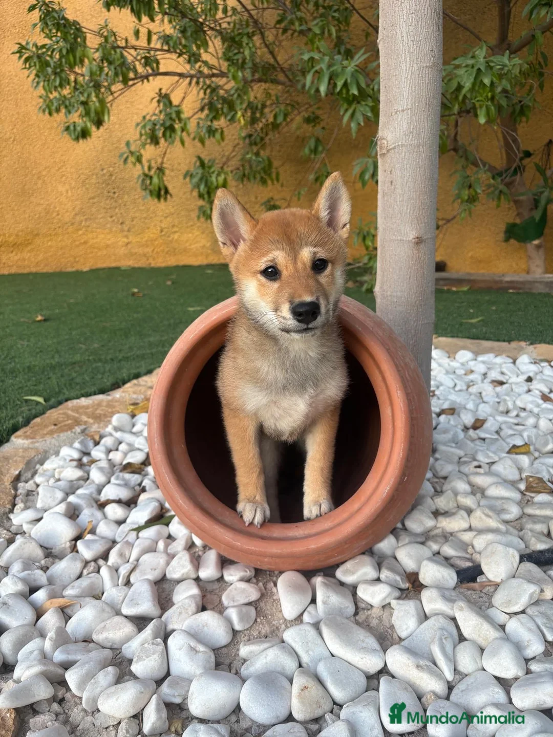 Shiba Inu perros en venta: SHIBA INU - Anuncio 1