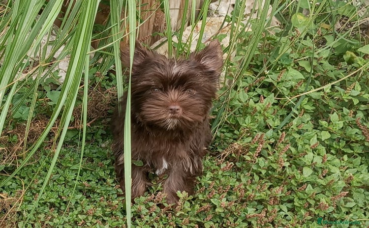 Biewer Yorkshire Terrier a la Pom Pon perros - Anuncio 1