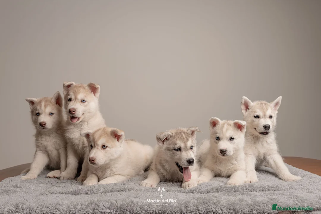 Husky Siberiano perros en venta: RESERVA CACHORROS - Siberian Husky en Valladolid - Anuncio 2