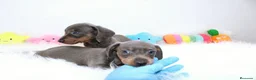 Teckel Miniatura perros en venta: Teckel Miniatura - Anuncio 3
