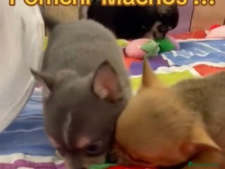 Pomchi perros Pomchi machos - Anuncio 1