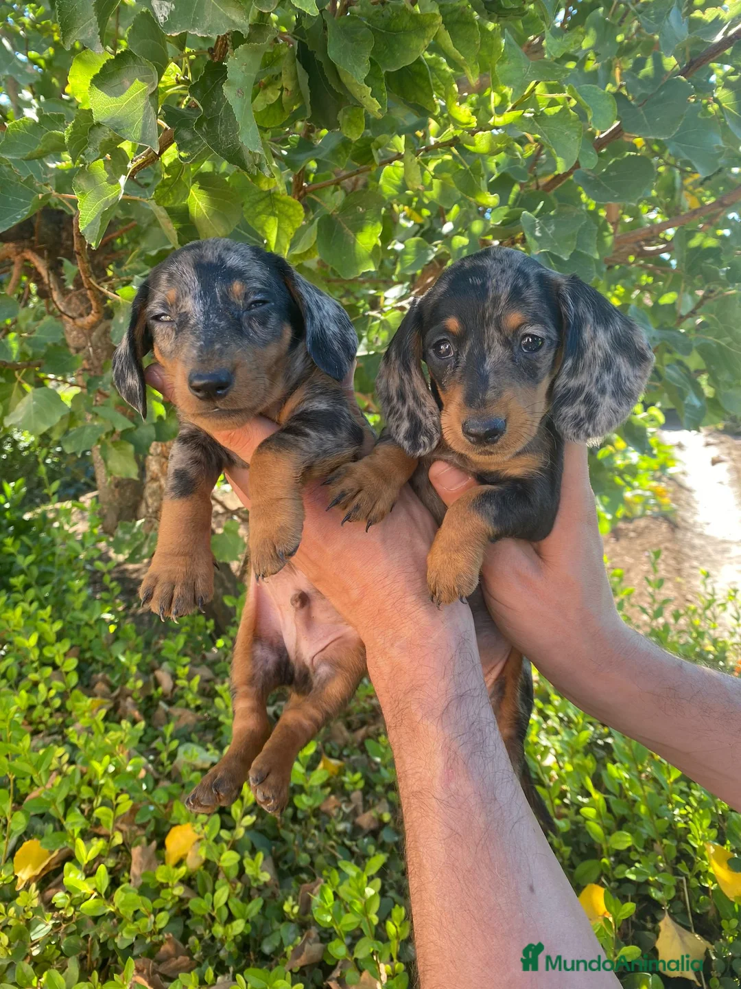 Teckel Miniatura perros en venta: Teckel Arlequin Plata Mini - Anuncio 1