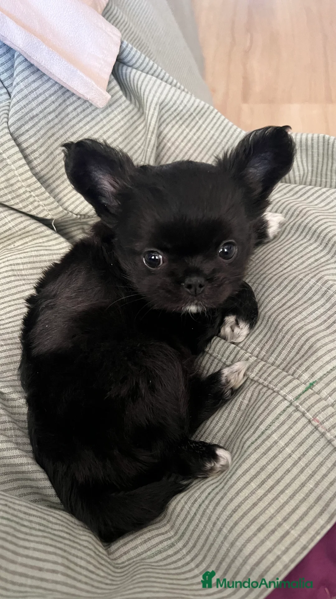 Imagen de galería {{count}}