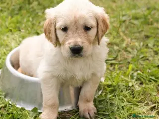 Golden Retriever perros Golden - Anuncio 29