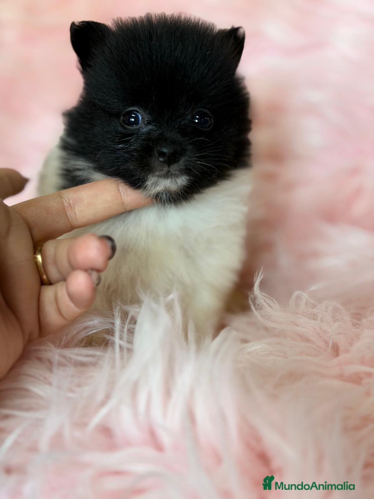 Pomerania perros CAMADA POMERANIA BICOLOR - Anuncio 3