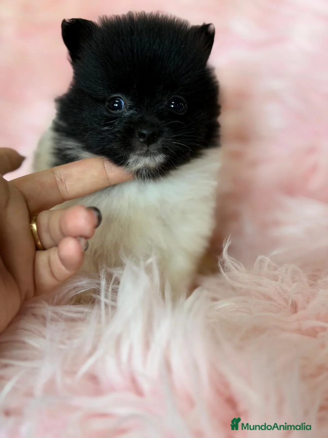 Pomerania perros en venta: CAMADA POMERANIA BICOLOR - Anuncio 1