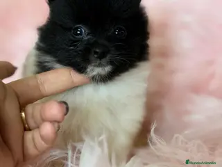 Pomerania perros CAMADA POMERANIA BICOLOR - Anuncio 3