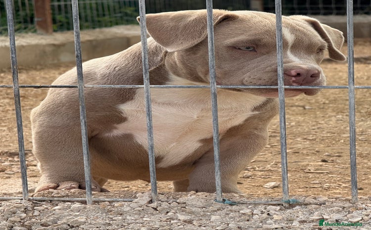 American Bully perros - Anuncio 1