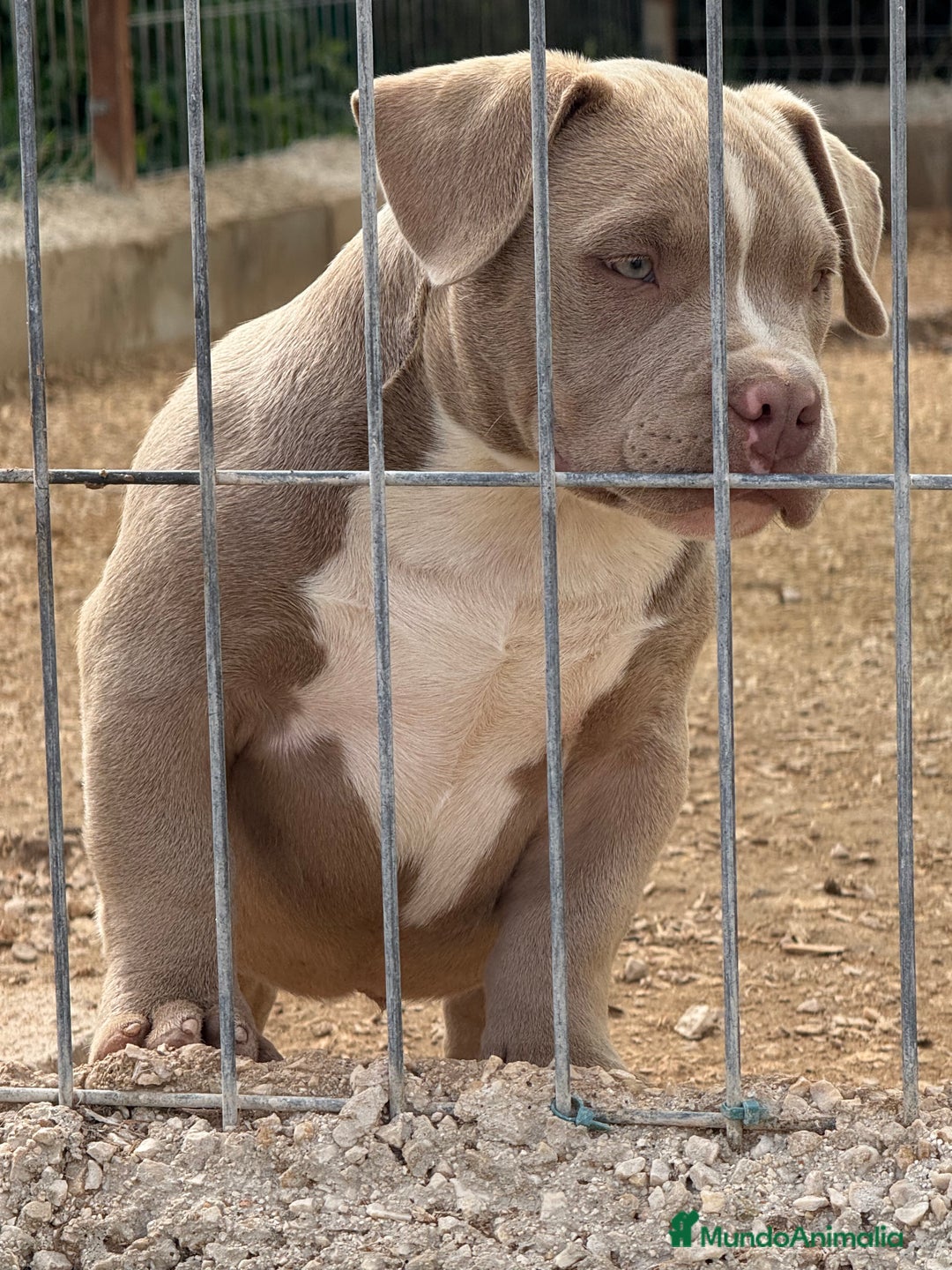 American Bully perros en venta: Cachorros de American Bully - Imagen 1