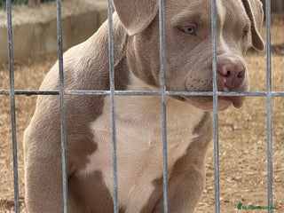 American Bully perros - Anuncio 1