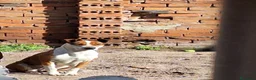 American Staffordshire-Terrier perros en venta: American Stafford  - Anuncio 23