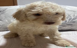 Perro de Agua Español perros en venta: Camada Perro de agua Español  - Imagen 4