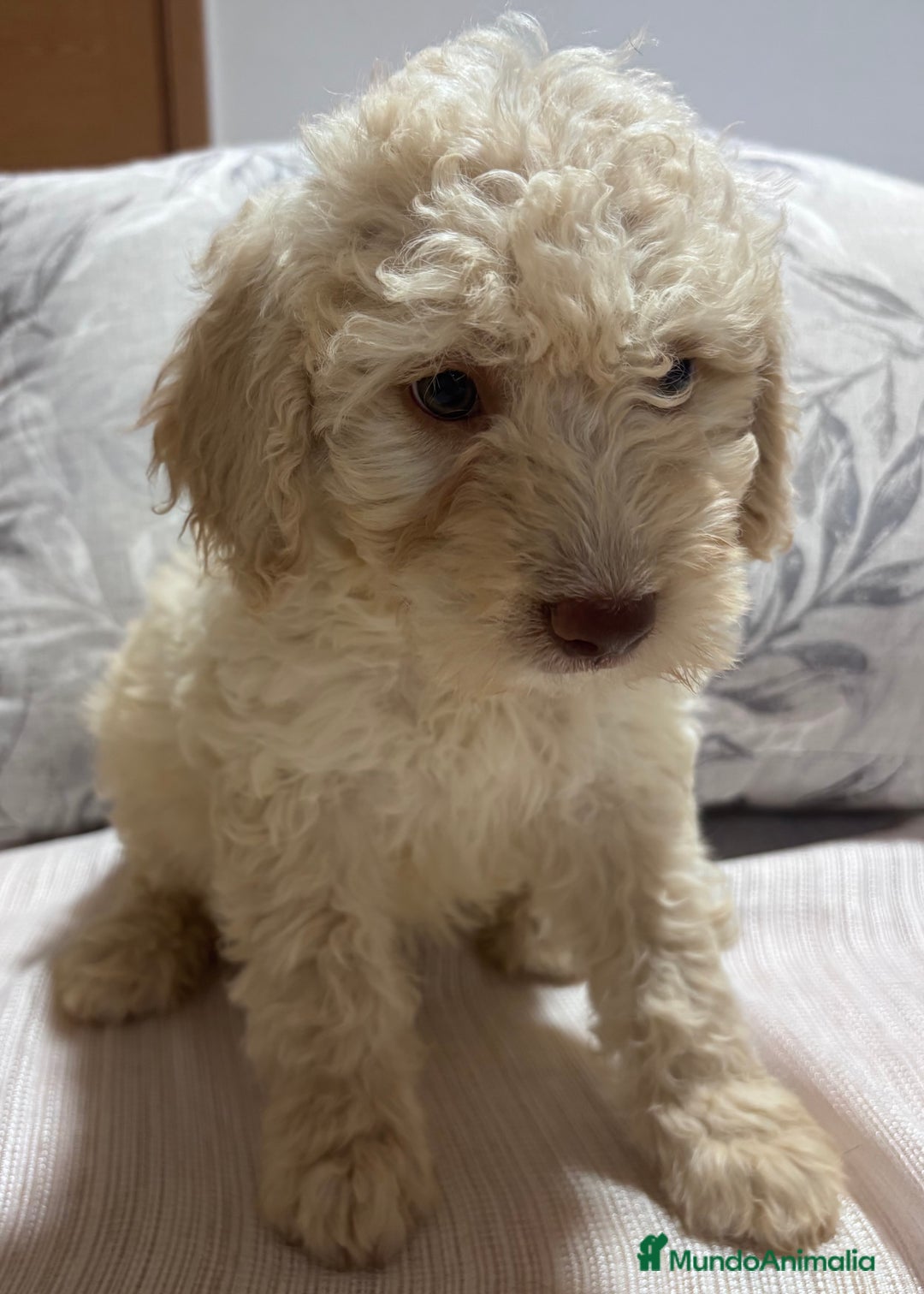 Perro de Agua Español perros en venta: Camada Perro de agua Español  - Imagen 4