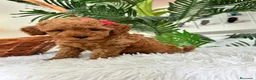 Caniche Toy perros en venta: CANCIHE ROJO - Anuncio 3