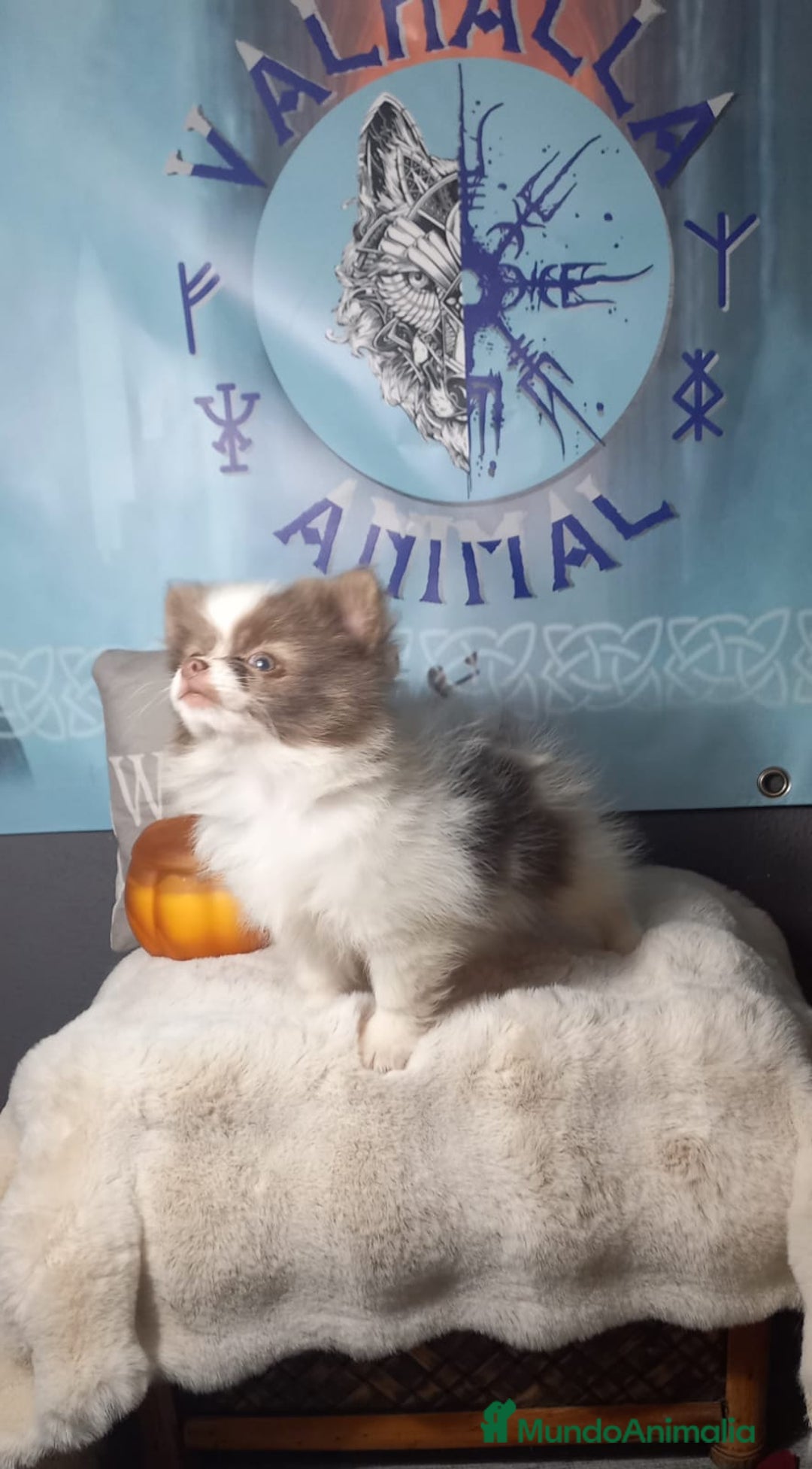 Pomerania perros en venta: Pomchi enanos una pasada de color  - Imagen 4