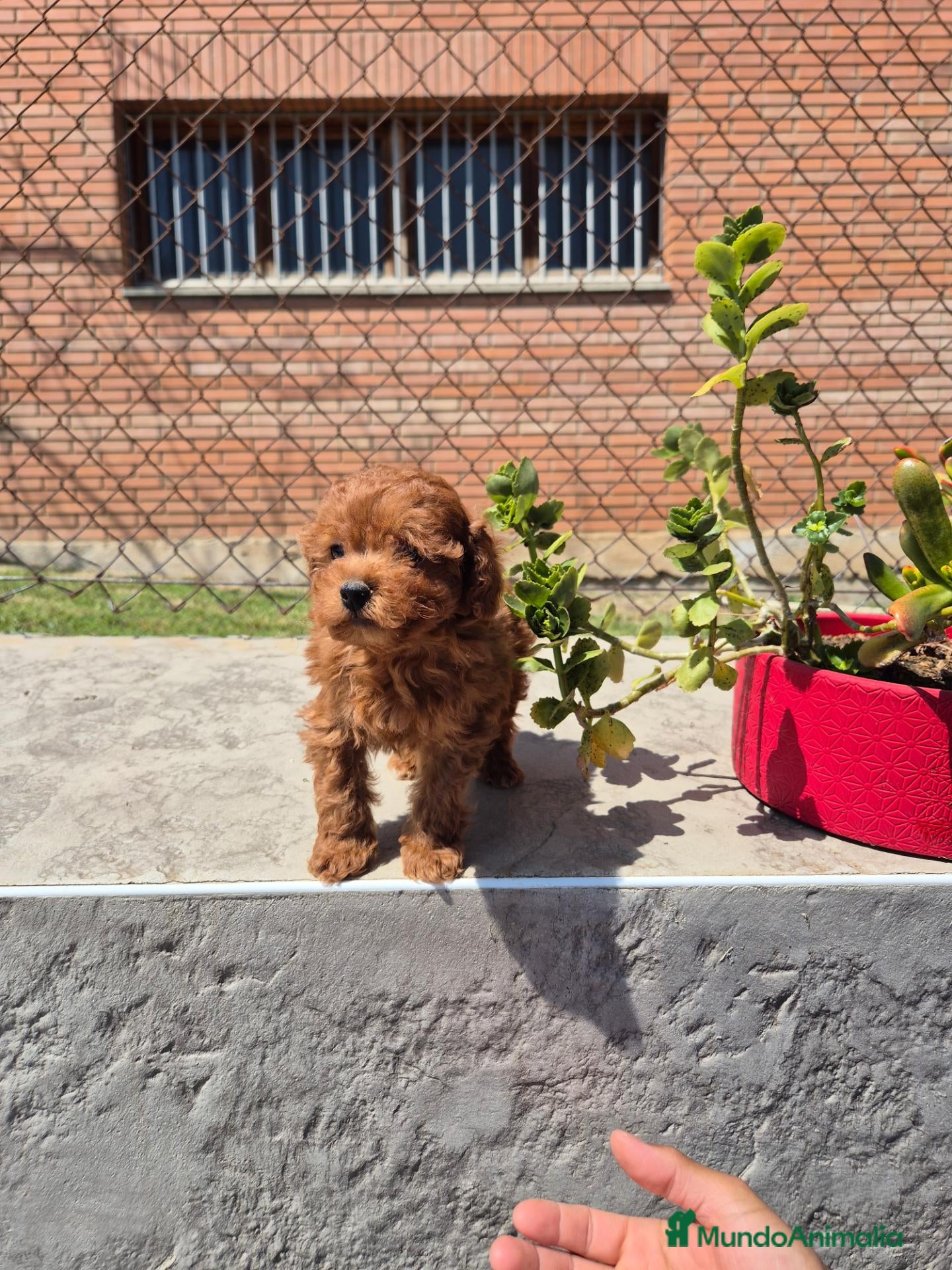 Caniche Enano perros Caniche  - Anuncio 1