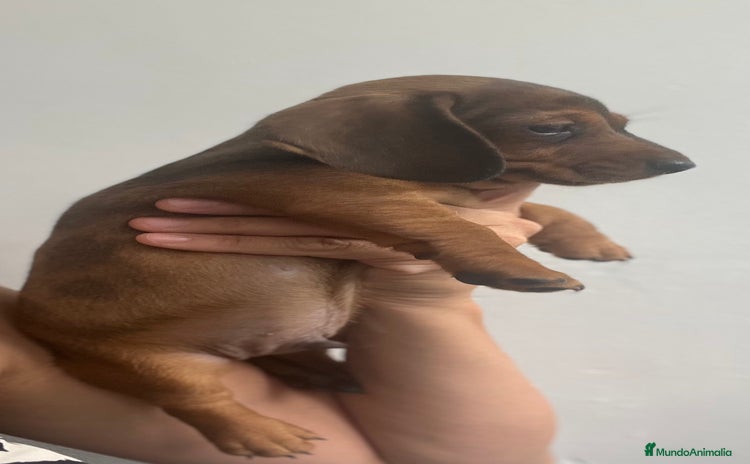 Teckel Miniatura perros - Anuncio 10