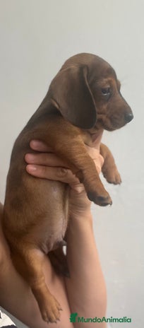 Teckel Miniatura perros - Anuncio 11