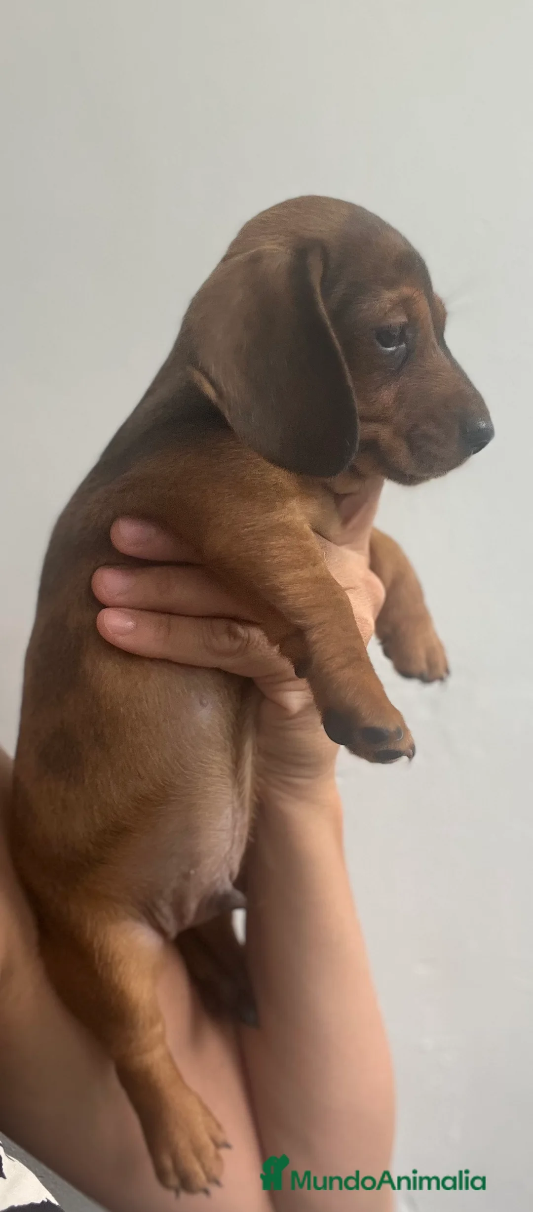 Teckel Miniatura perros en venta: Impresionante Teckel miniatura 601144783 - Anuncio 2