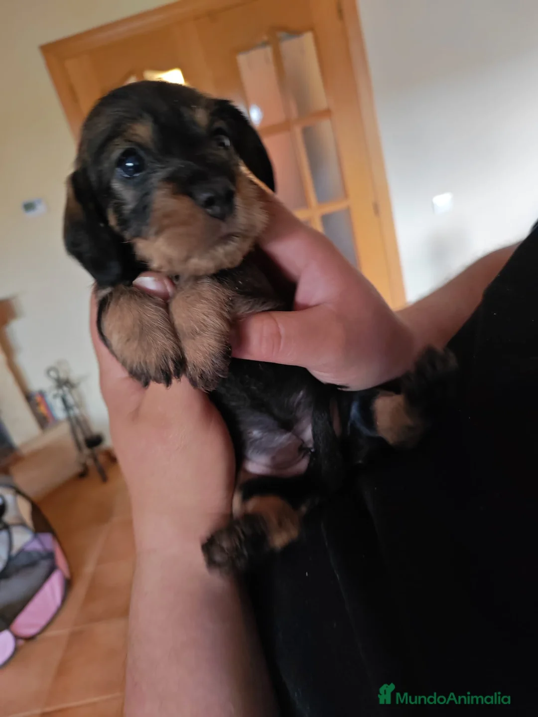 Teckel perros en venta: Teckel standard pelo duro - Anuncio 5