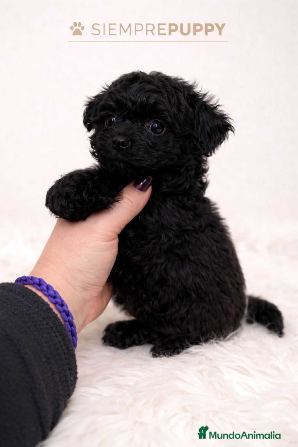 Maltipoo perros MALTIPOO TOY  - Anuncio 1