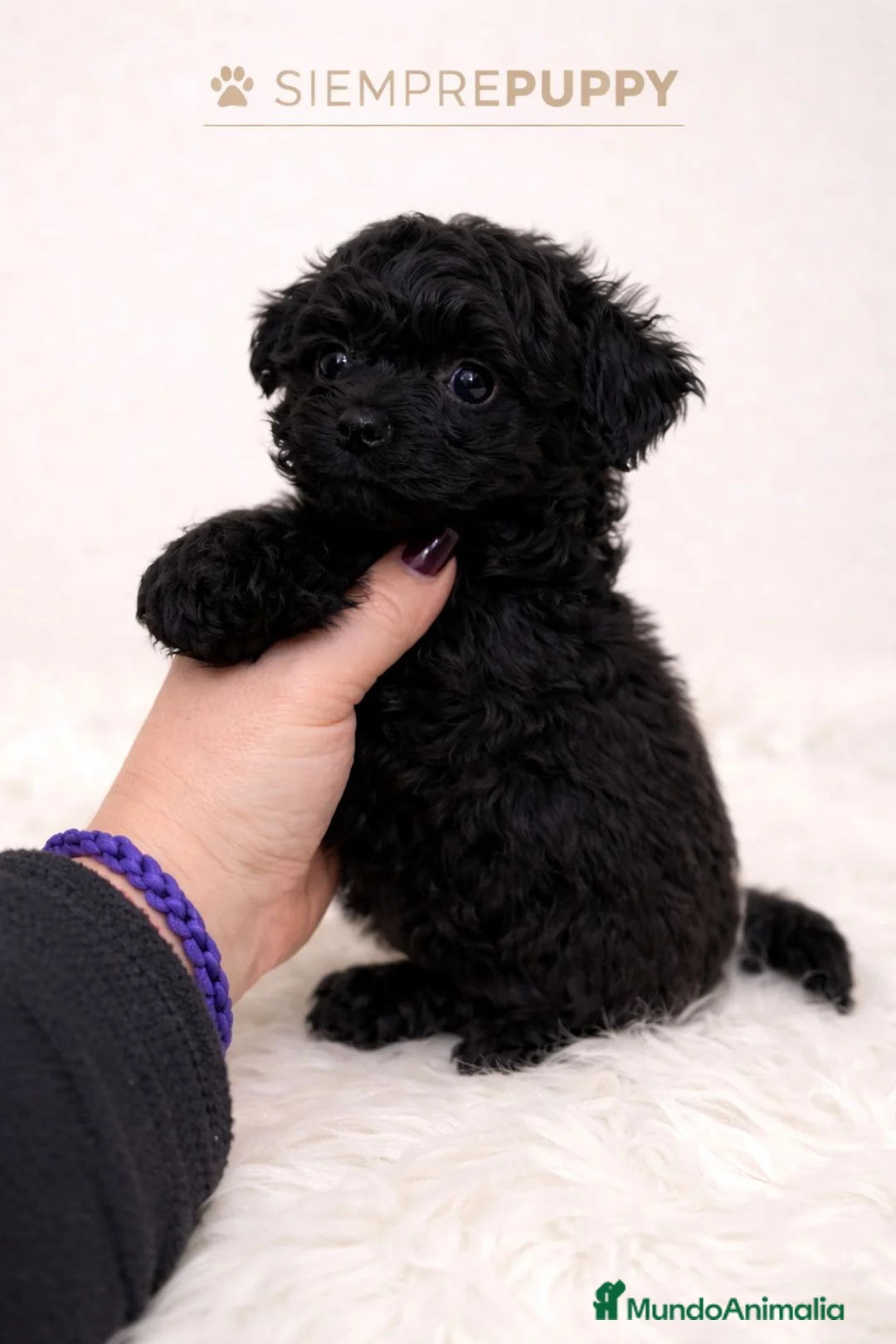 Maltipoo perros en venta: MALTIPOO TOY  - Anuncio 1