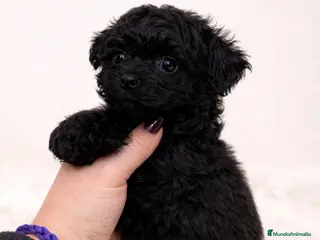 Maltipoo perros MALTIPOO TOY - Anuncio 1
