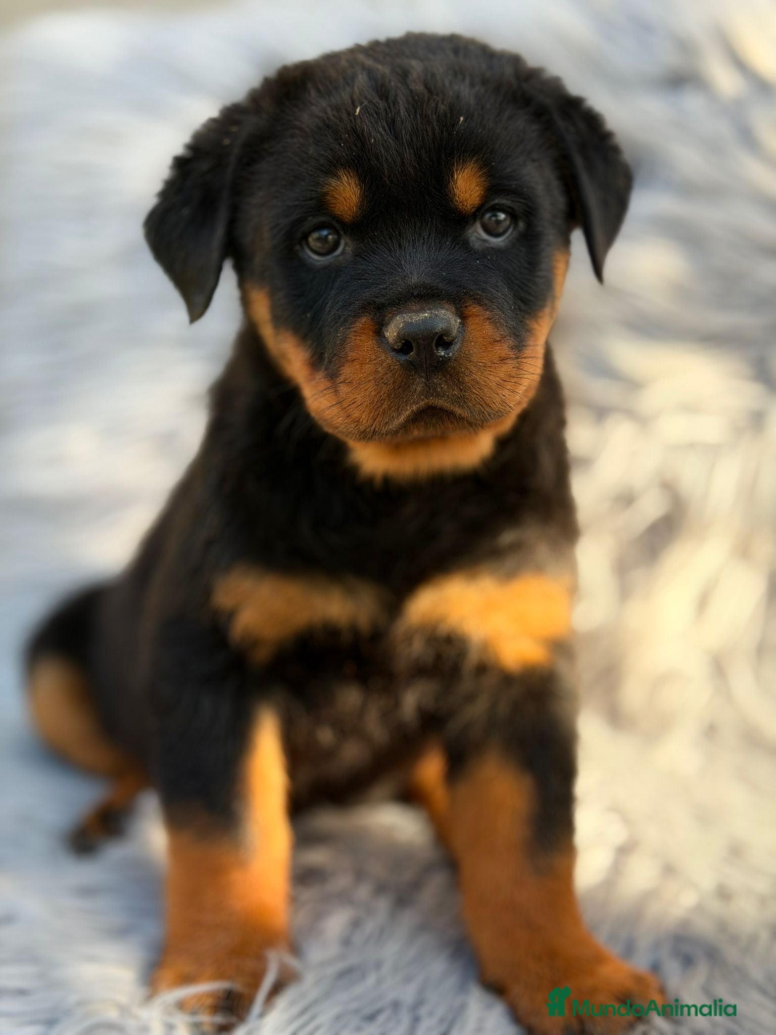 Rottweiler perros Rottweiler  - Anuncio 2