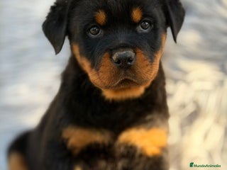 Rottweiler perros Rottweiler - Anuncio 3