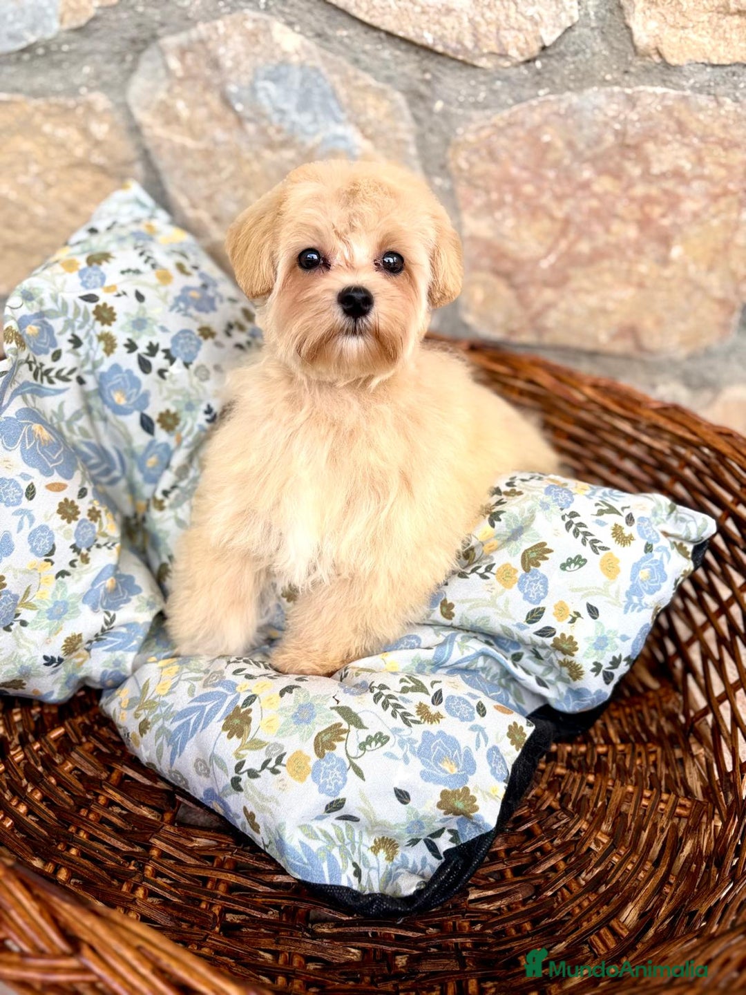 Maltipoo perros en venta: Maltipoo hembra disponible  - Imagen 7