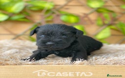 Schnauzer Miniatura perros en venta: Camada de Romie - Imagen 2