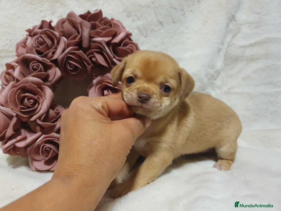 Chihuahua perros en venta: Perro Chihuahua  - Imagen 10