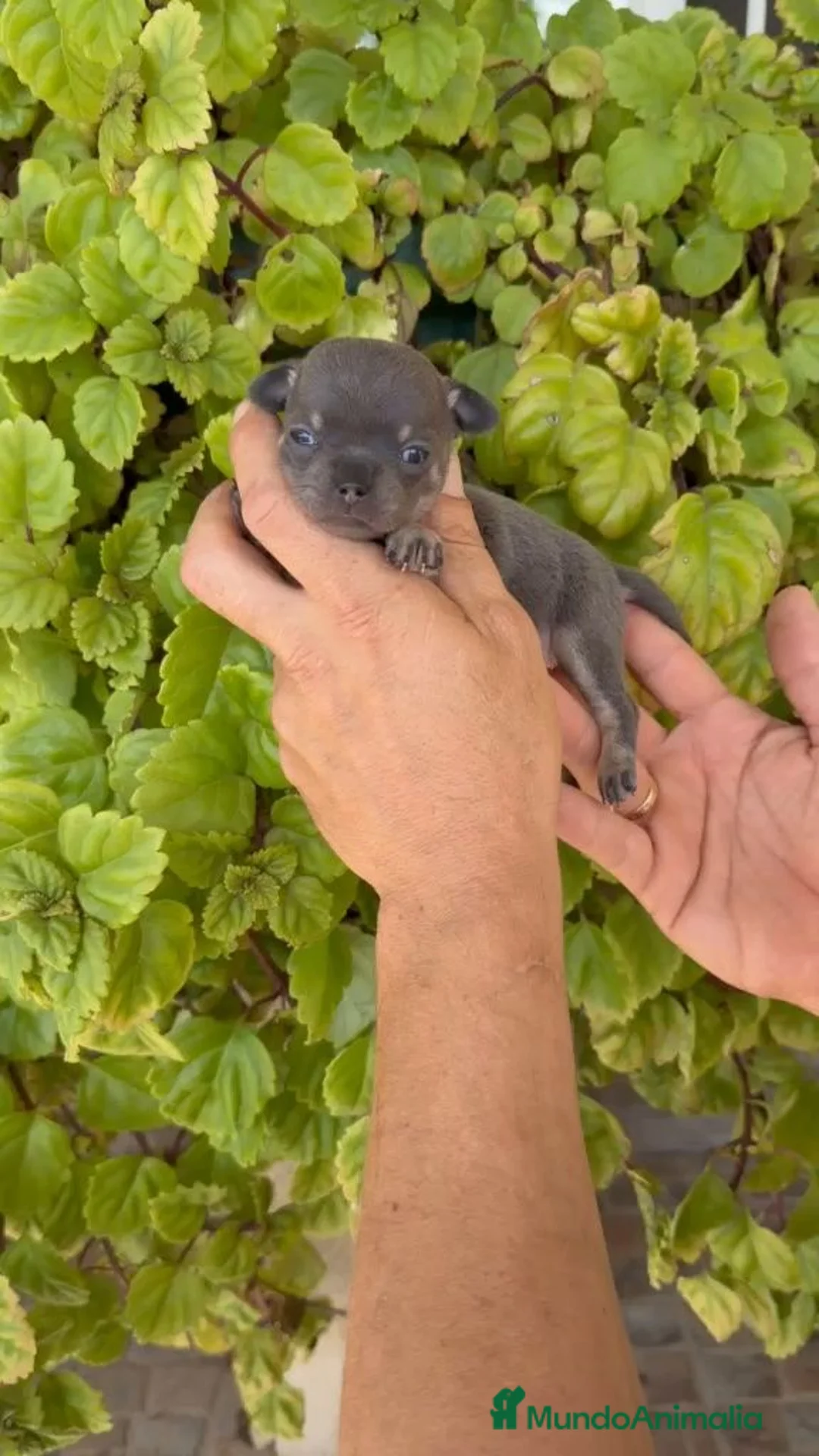 Chihuahua perros en venta:  EXCLUSIVO CACHORRO CHIHUAHUA BLUE TRICOLOR ✨🐶 - Anuncio 2