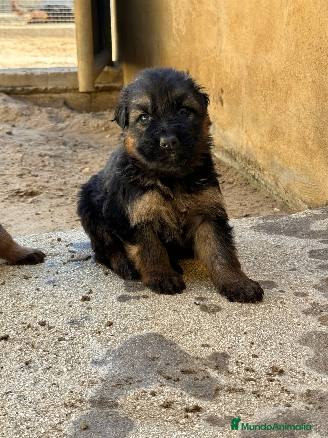 Pastor Alemán perros en venta: CACHORROS DE PASTOR ALEMAN - Anuncio 6