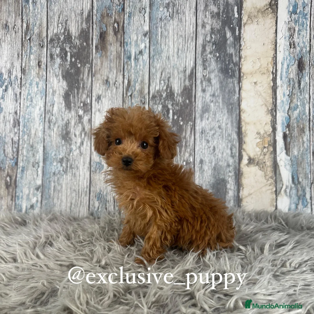 Caniche Toy perros en venta: 🥇 Caniche Toy de Alta Calidad 💝 - Anuncio 2