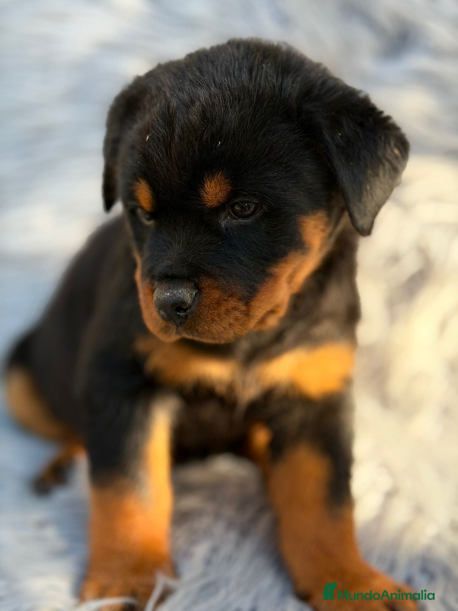 Rottweiler perros Rottweiler  - Anuncio 2