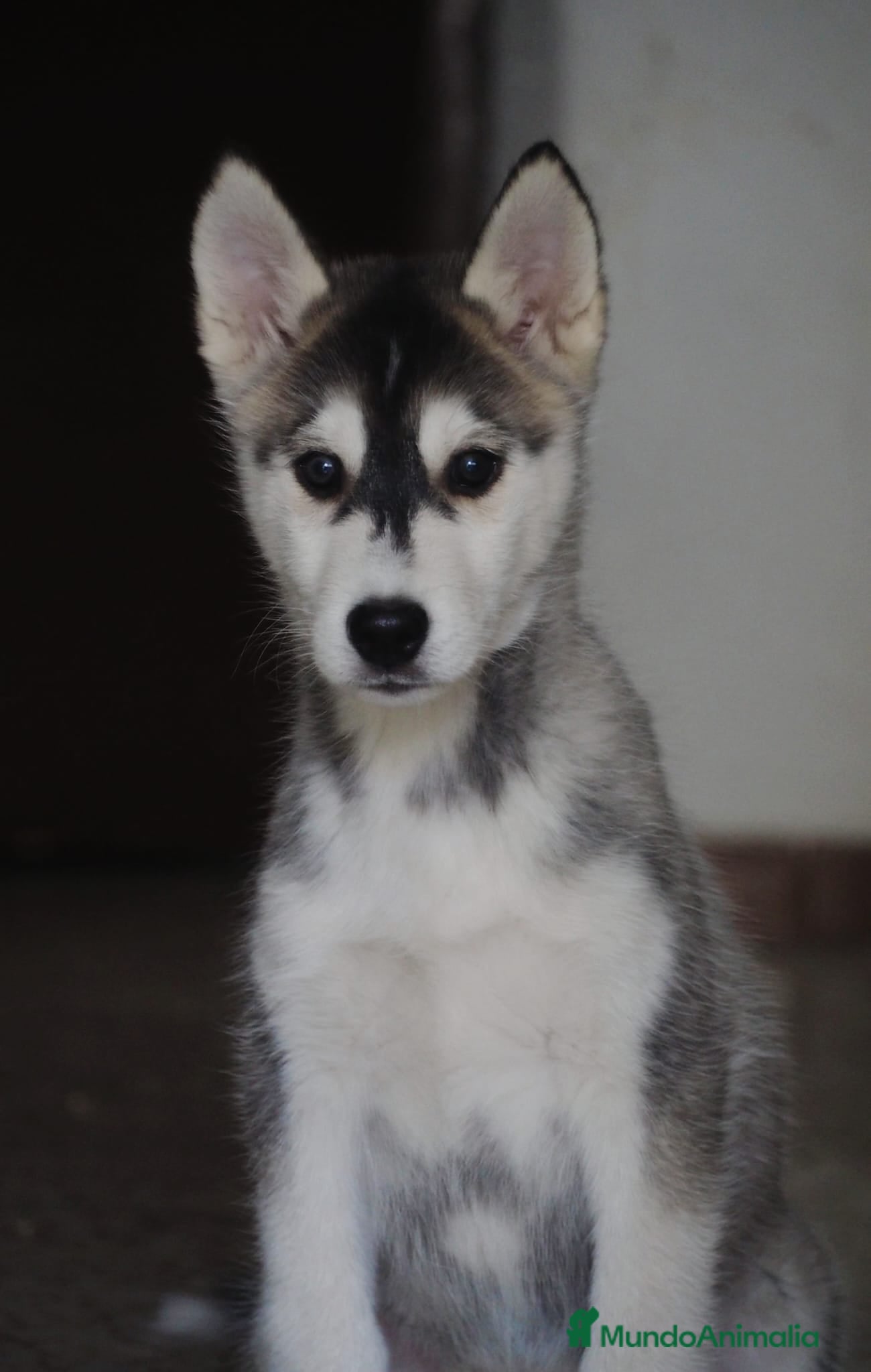 Husky Siberiano perros HUSKY SIBERIANO INCREÍBLE  - Anuncio 1