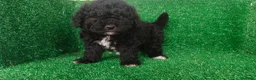 Perro de Agua Español perros en venta: Perros de agua - Anuncio 1