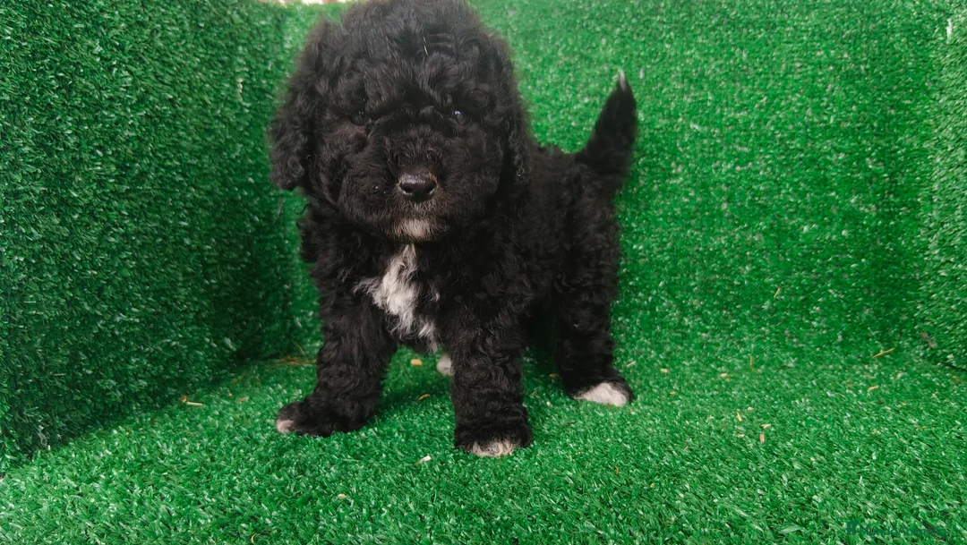 Perro de Agua Español perros en venta: Perros de agua - Anuncio 1