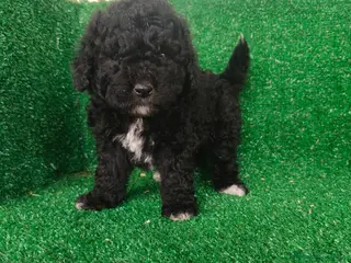 Perro de Agua Español perros Perros de agua - Anuncio 1