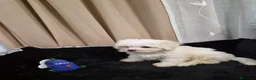 Bichón Maltés perros en venta: Bichón maltés  - Anuncio 4