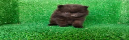 Pomerania perros en venta: pomerania - Anuncio 4