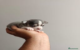 Chihuahua perros en venta: Chihuahua mini toy cabeza manzana  - Imagen 10
