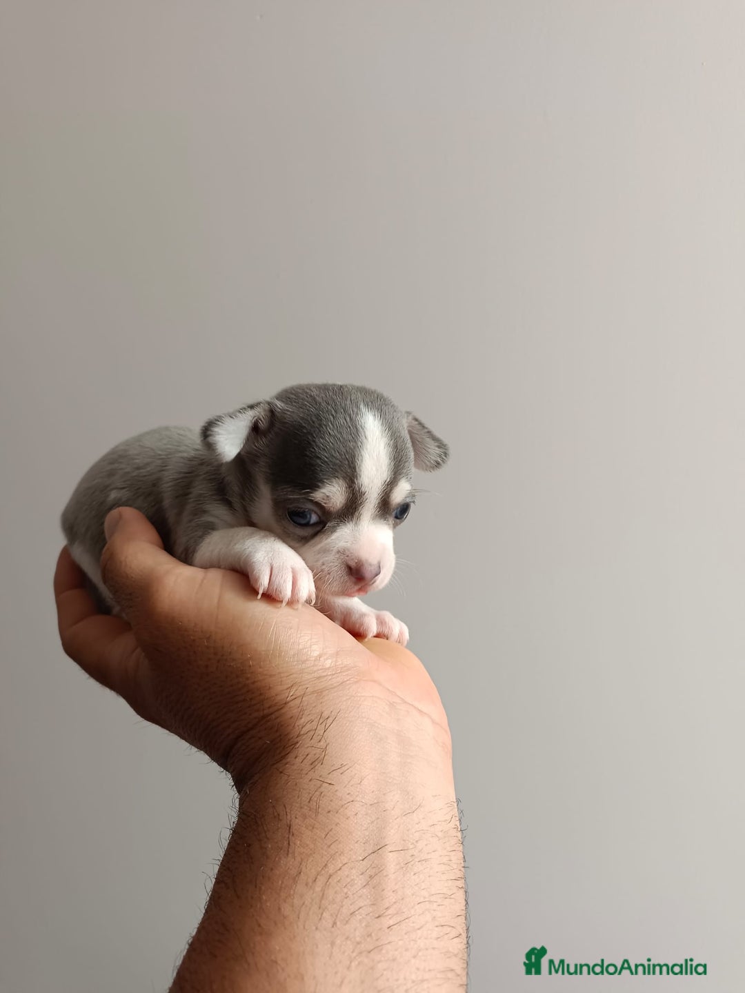 Chihuahua perros en venta: Chihuahua mini toy cabeza manzana  - Imagen 10