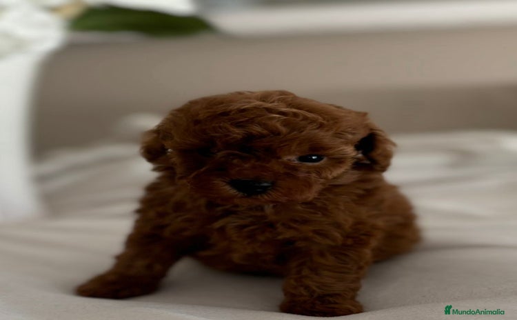 Caniche Toy perros - Anuncio 7