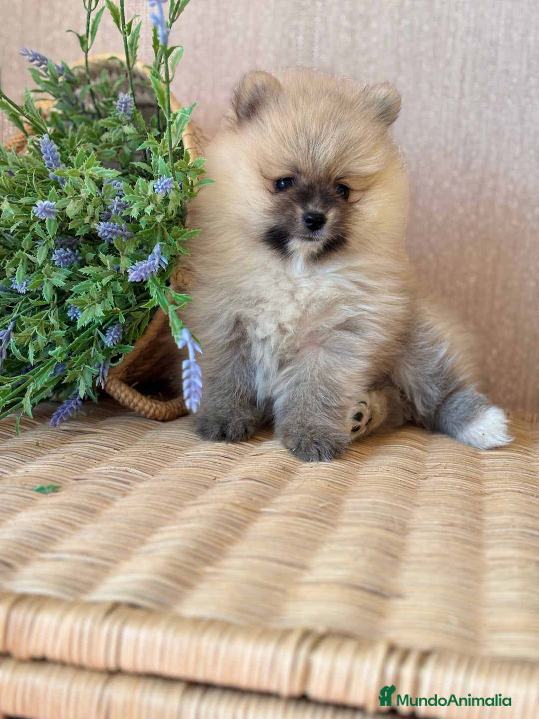 Pomerania perros en venta: Pomerania hembra disponible !!! - Imagen 2
