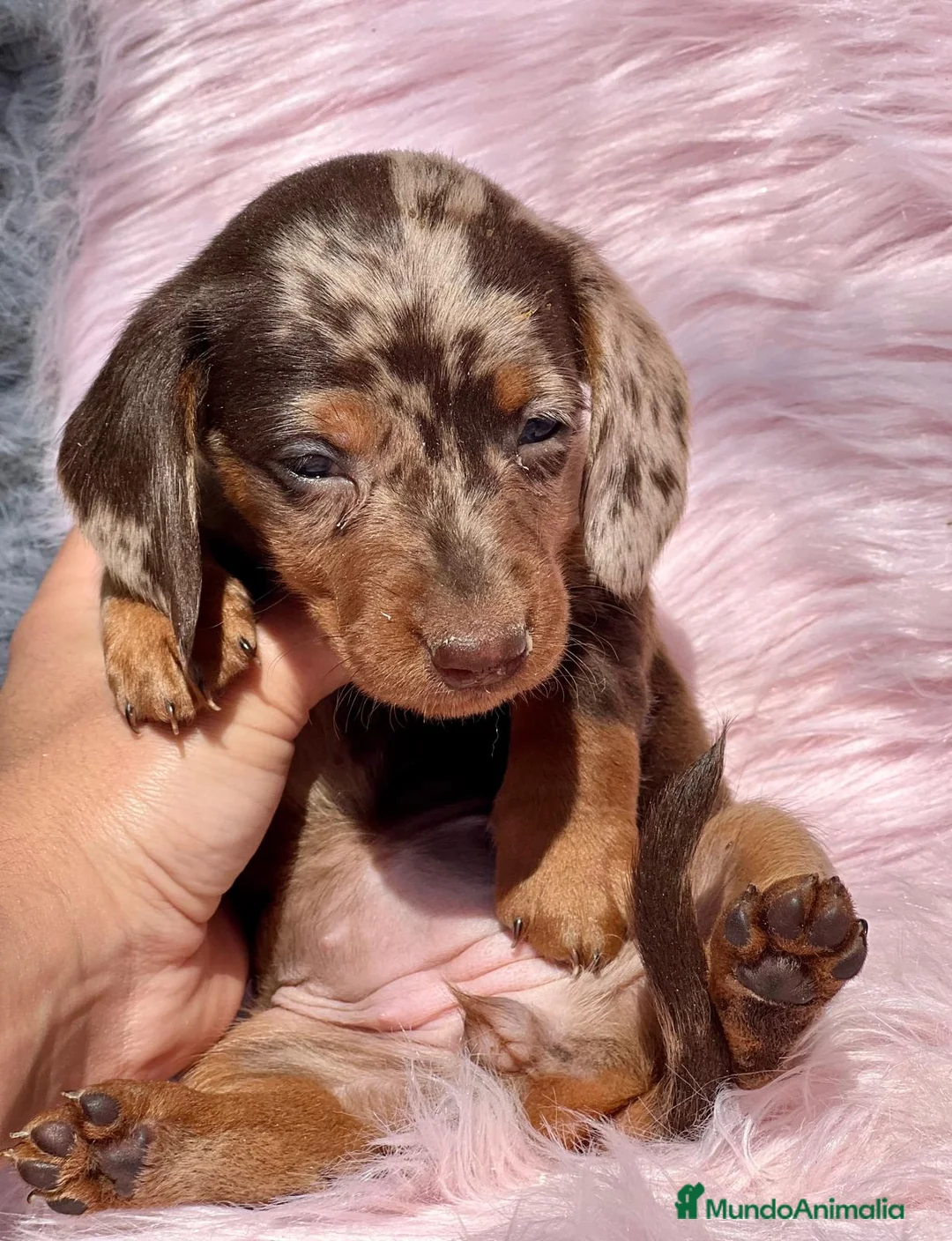 Teckel Miniatura perros en venta: TECKEL MINI CHOCO MERLE HEMBRA! en Barcelona - Anuncio 3