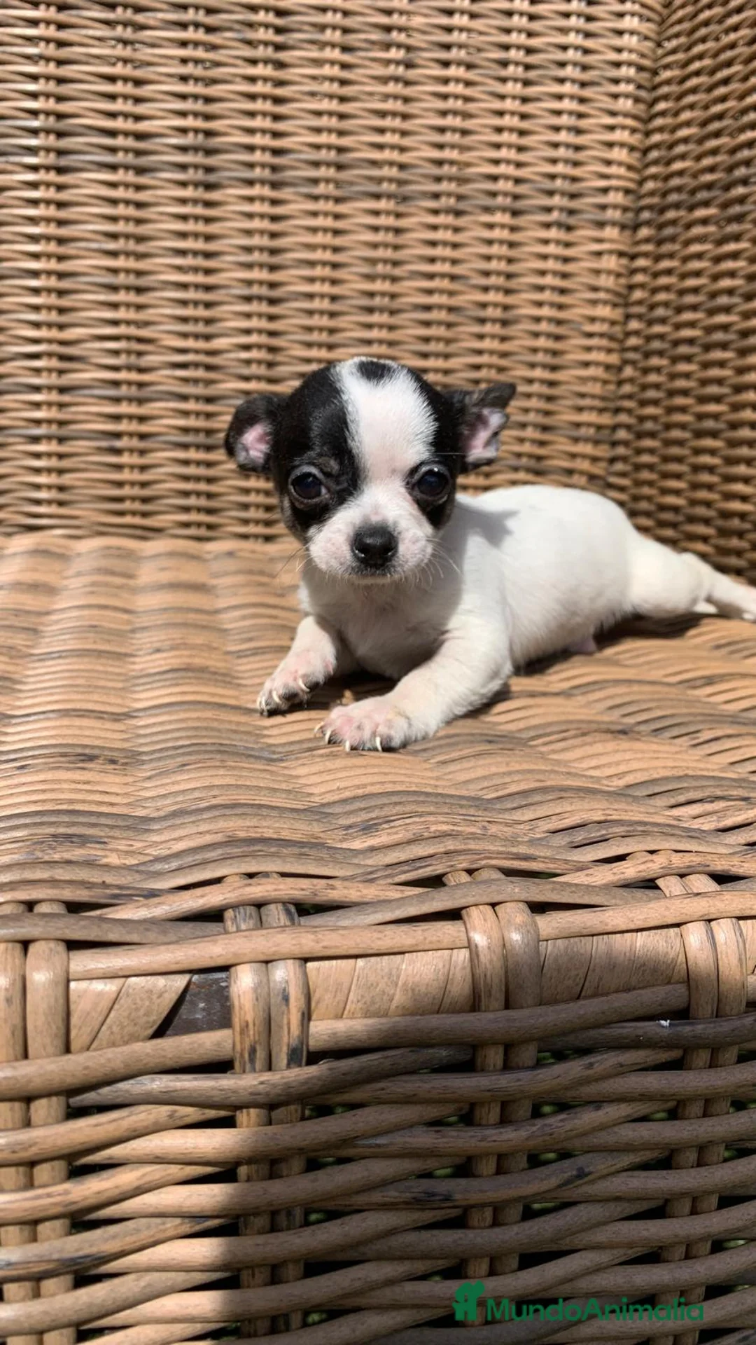 Chihuahua perros en venta: Chihuahuas  en Illes Balears - Anuncio 17
